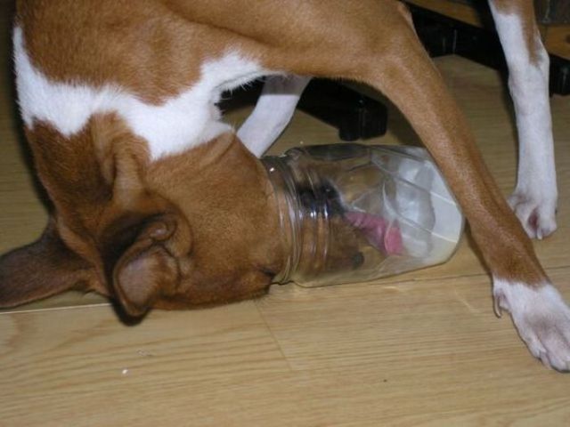 These funny animals (46 pics)
