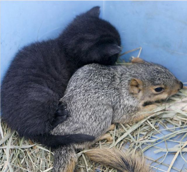 Cats and Squirrels (10 pics)