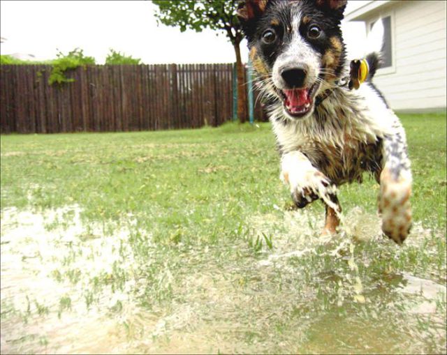 These funny animals (39 pics)