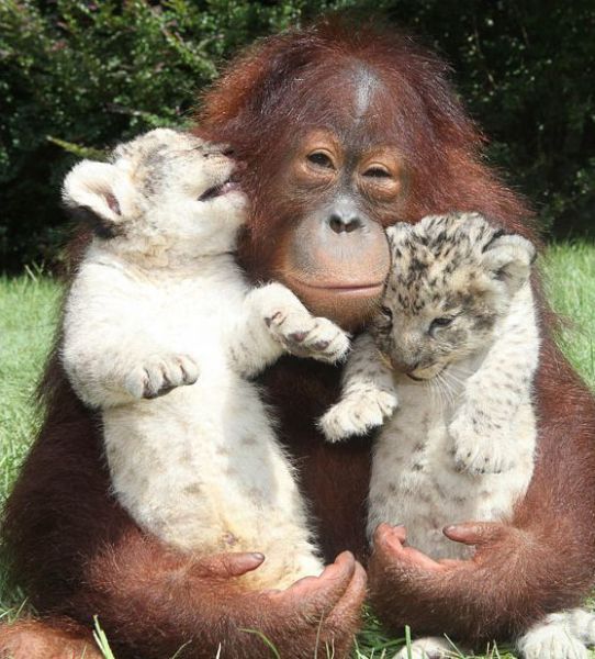 These funny animals (39 pics)