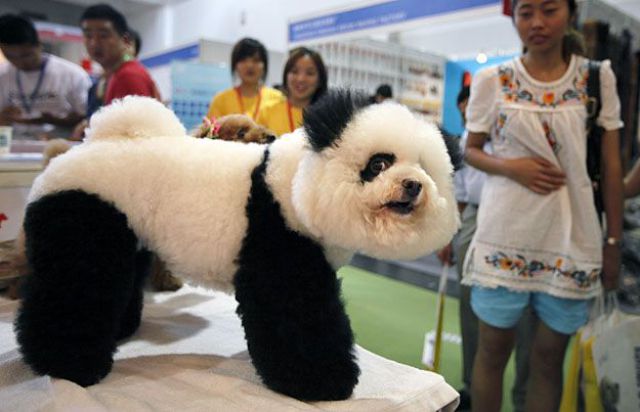 These funny animals (48 pics)
