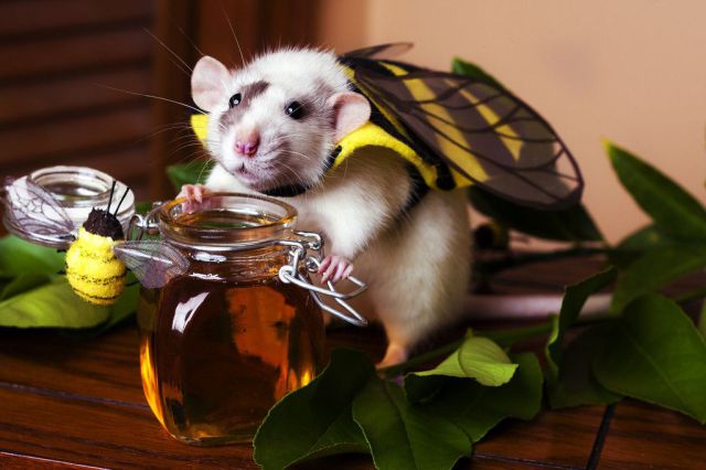 These funny animals (48 pics)