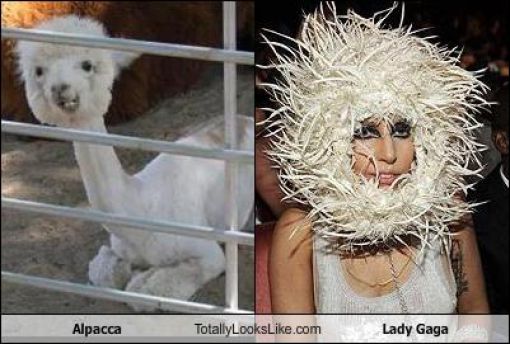 Funny Look Alikes. Part 3 (57 pics)