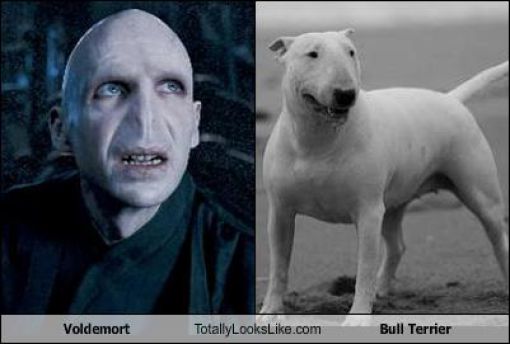 Funny Look Alikes. Part 3 (57 pics)