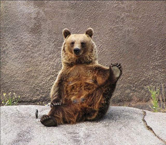 http://izismile.com/img/img3/20100915/640/these_funny_animals_489_640_19.jpg