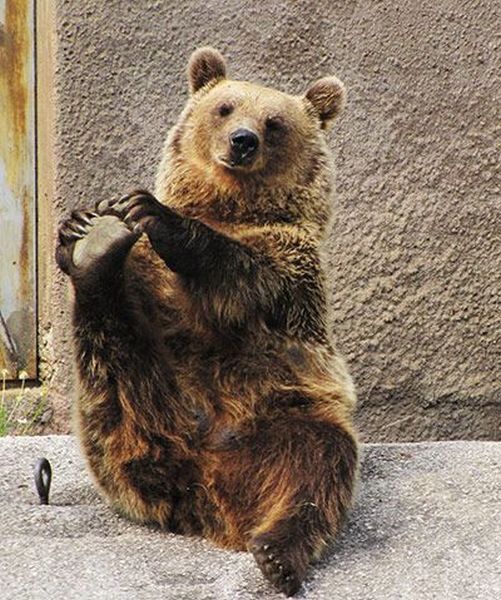 http://izismile.com/img/img3/20100915/640/these_funny_animals_489_640_20.jpg