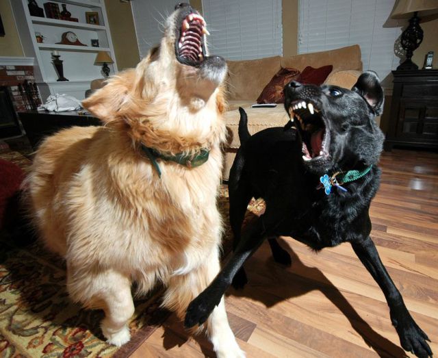 Daily picdump (116 pics)