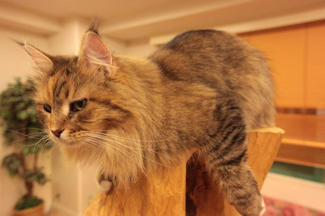 Cat Cafe in Japan (39 pics + 1 video)