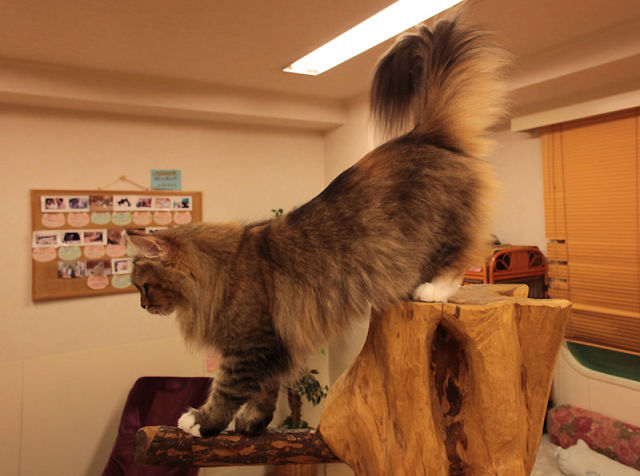 Cat Cafe in Japan (39 pics + 1 video)