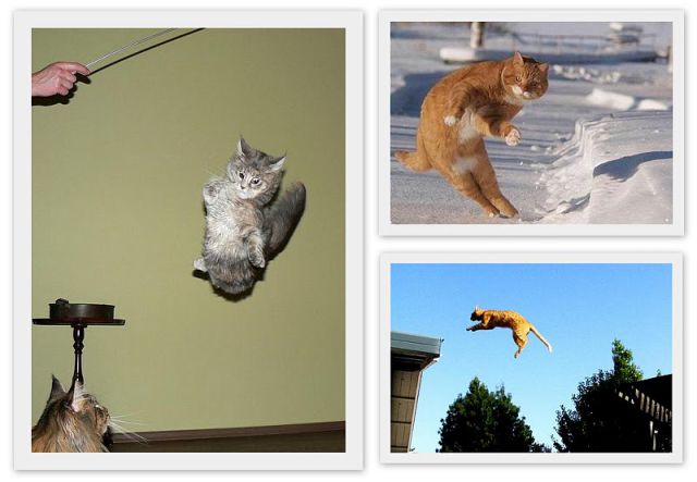 Cats Can Fly (14 pics)