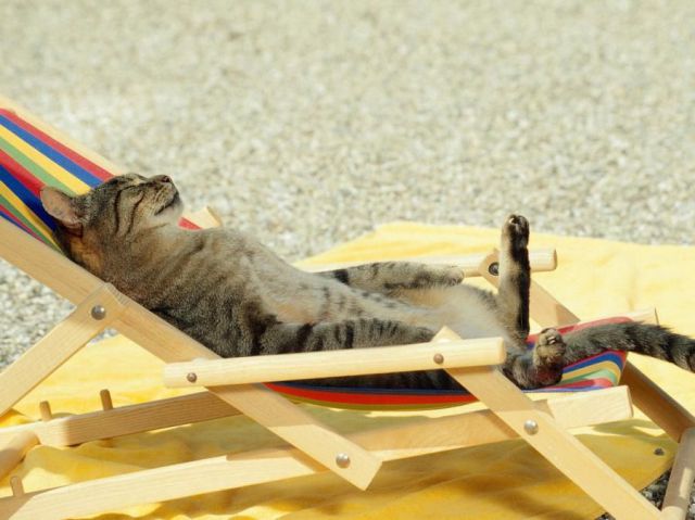 These funny animals (38 pics) These funny animals (38 pics)