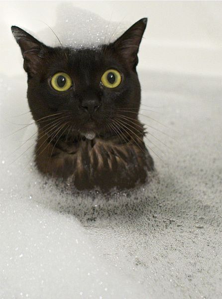 These funny animals (40 pics) These funny animals (40 pics)