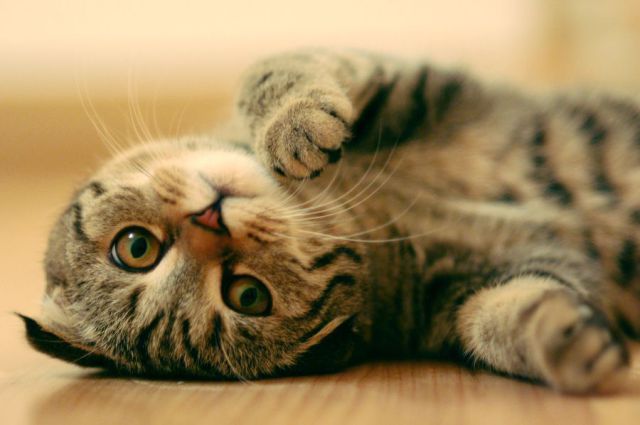 See cool images at Izismile.com