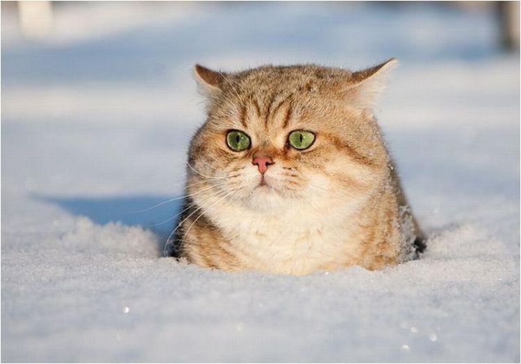 See cool images at Izismile.com