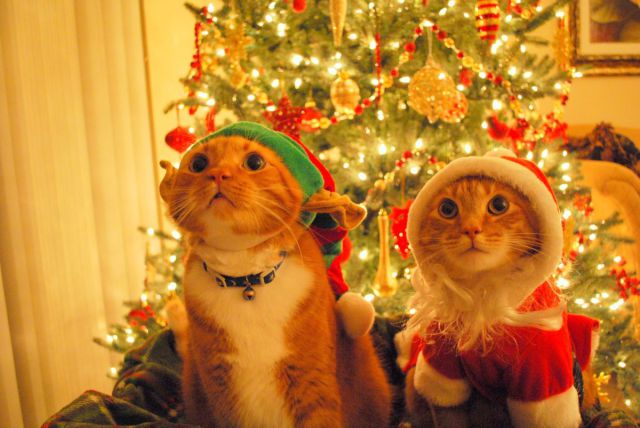 Really funny stuff - funny funny videos and photos at Izismile.com