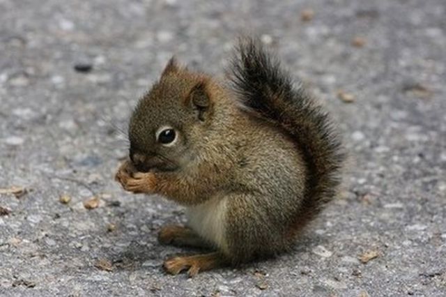 Really funny stuff - funny funny videos and photos at izismile.com