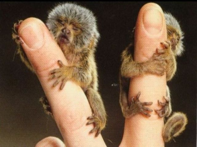Really funny stuff - funny funny videos and photos at izismile.com
