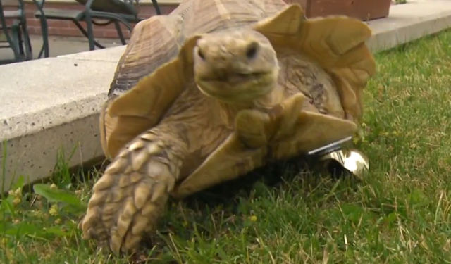 Prosthesis for a Tortoise