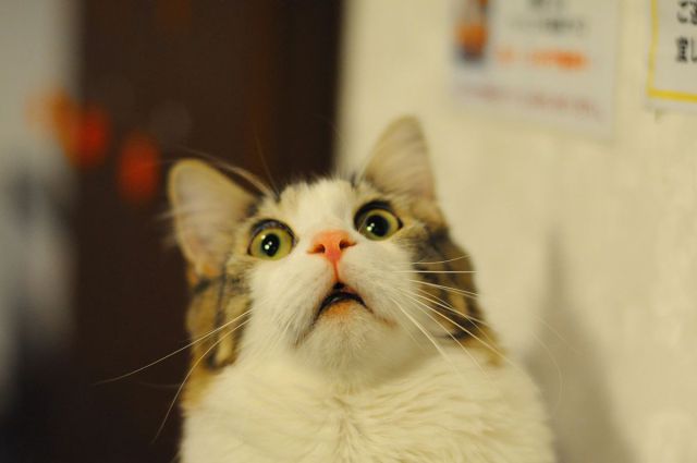 See cool images at Izismile.com