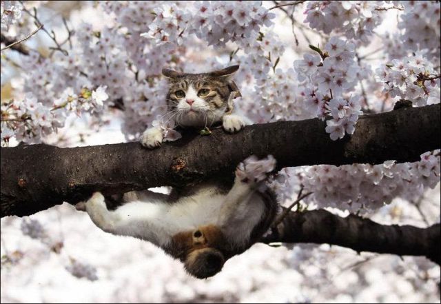 See cool images at Izismile.com
