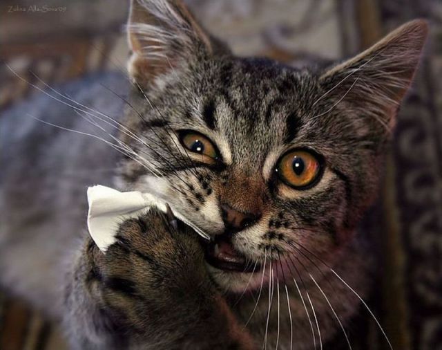 See cool images at Izismile.com