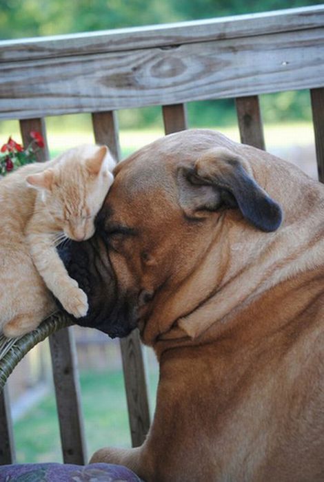 these_funny_animals_882_07.jpg