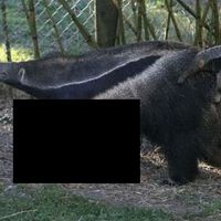 Bald Anteater