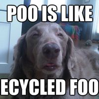 Meme  on Dogs Say It Best In These Hilarious Memes  49 Pics