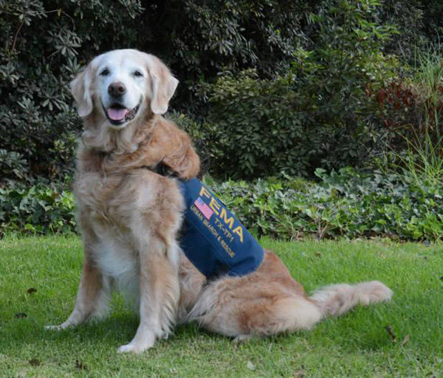This 9/11 Rescue Dog Gets the Best Sweet 16 Birthday Surprise Ever
