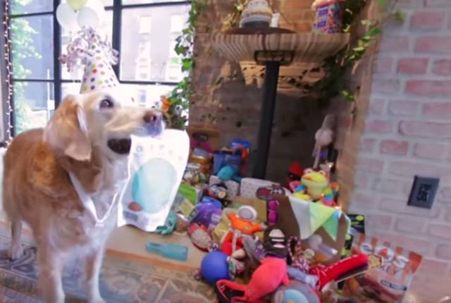 This 9/11 Rescue Dog Gets the Best Sweet 16 Birthday Surprise Ever