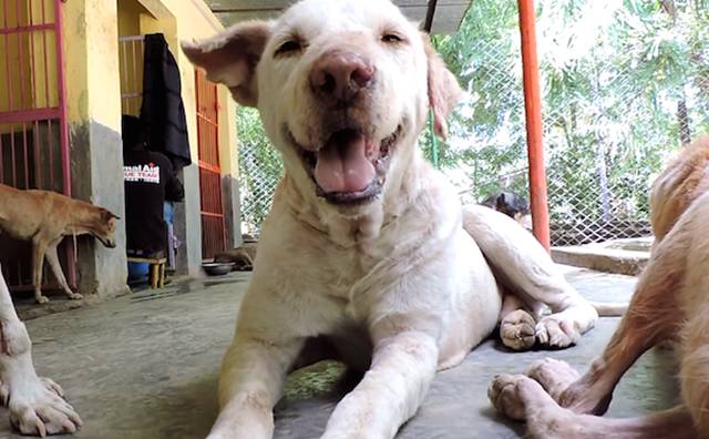 A Very Sickly Dog Gets a New Lease on Life