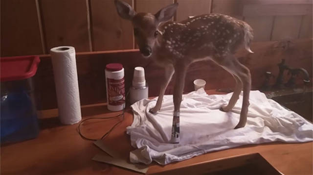 Man Rescues a Baby Deer and Has a Friend for Life