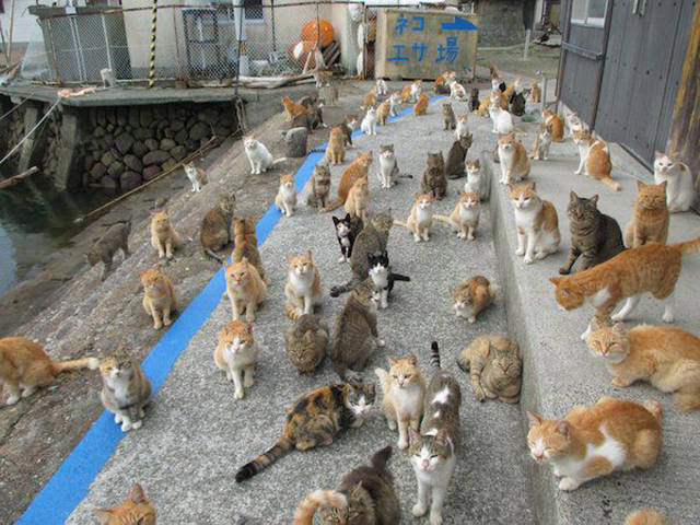 Cat Caretaker On A Japanese Island Asks For Cat Food Via Twitter, Gets More Than Expected