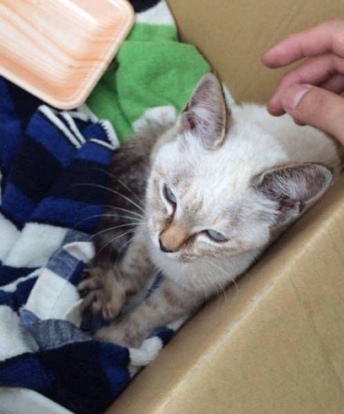 Thanks To Her Stubbornness This Kitten Found Herself A Home And A Loving Human