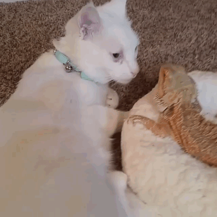 A Dragon And A Cat Became Best Friends For Life