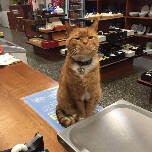 Meet Bobo The Cat Who Has Been Working In A Store For 9 Years In New York