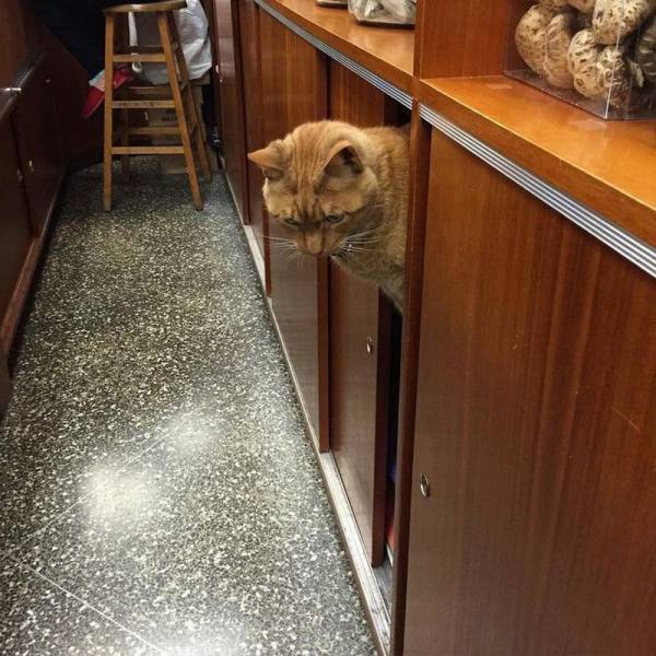 Meet Bobo The Cat Who Has Been Working In A Store For 9 Years In New York