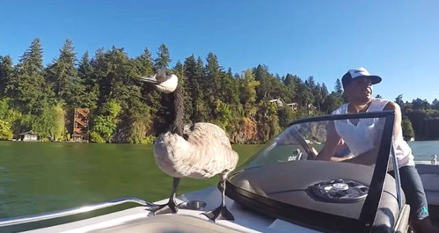 Unusually Tight Friendship Between A Man And A Goose He Rescued From Drowning