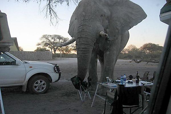 How elephants spoiled a picnic (12 photos)
