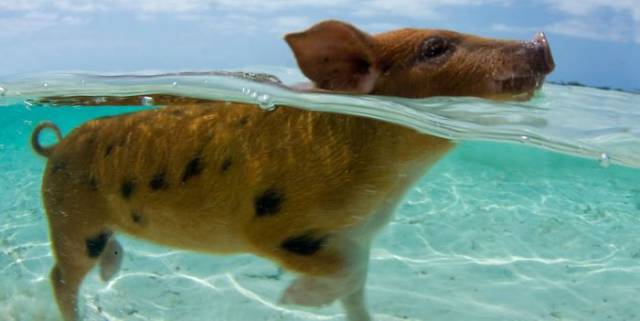 Bahamian Swimming Pigs Become Yet Another Victims Of Human Idiocy