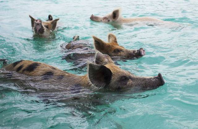 Bahamian Swimming Pigs Become Yet Another Victims Of Human Idiocy