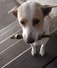 This Dog Will Win Your Heart With His Perfect Manners!