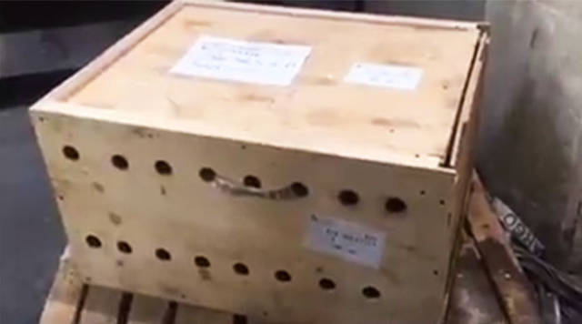 When This Box Remained At The Airport For 7 Days Nobody Expected What Could Have Been Inside