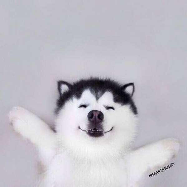 This Husky That Looks Like A Panda Is Some Kind Of Cuteception!