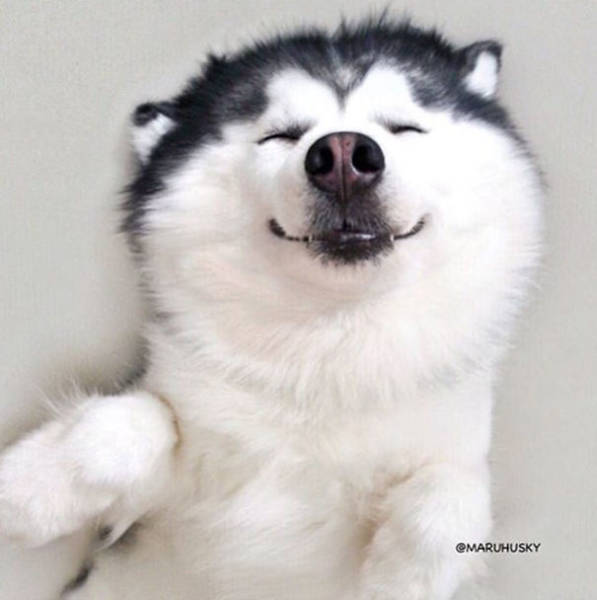 This Husky That Looks Like A Panda Is Some Kind Of Cuteception!