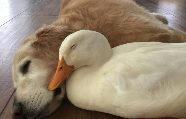 Animal Kingdom Is Home To Some Of The Most Unusual Friendships Ever Seen!