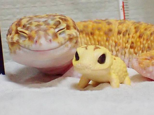 This Gecko Friendship Is An Example For All The Friends Out There
