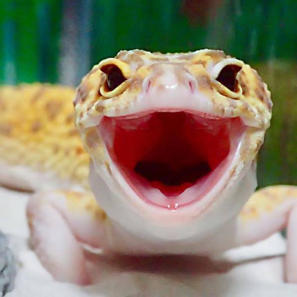 This Gecko Friendship Is An Example For All The Friends Out There