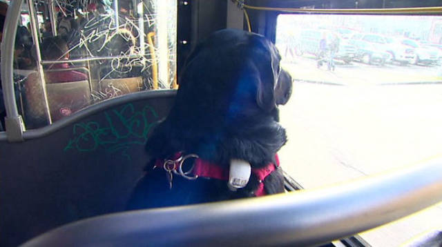 This Smart Doggie Doesn’t Need Anyone To Ride To Her Favorite Park!