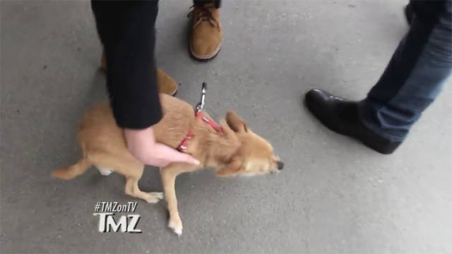 Jennifer Lawrence’s Overreaction To A Paparazzi Trying To Pet Her Dog Has Divided The Internet